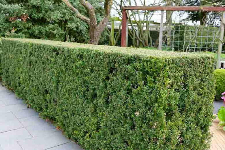 Hicks Yew (Taxus x media 'Hicksii') - 110cm