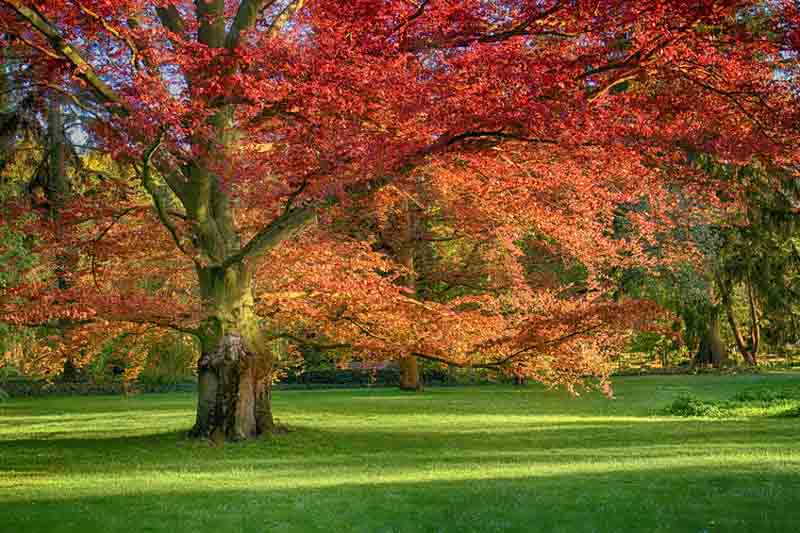 Red Oak (Quercus rubra) - 300cm - 10 Gallon Potted Tree