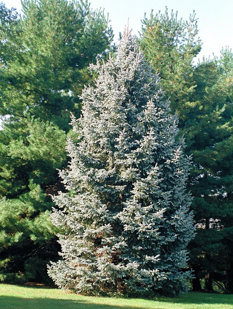 White Spruce (Picea glauca) (75cm) - 7 Gallon Potted Tree