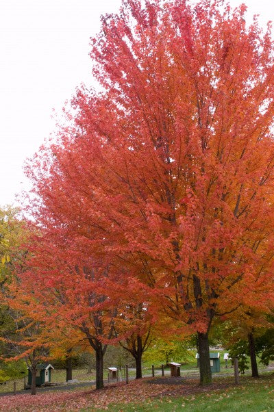 Autumn Blaze Maple (Acer x freemanii 'Jeffersred') - 250cm - 15 Gallon Potted Tree