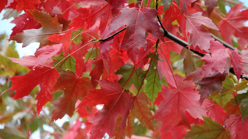 Autumn Blaze Maple (Acer x freemanii 'Jeffersred') - 250cm - 15 Gallon Potted Tree