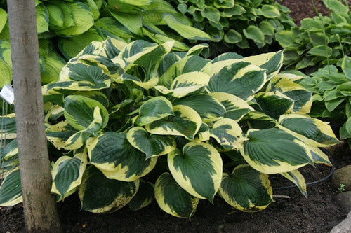 Twilight Hosta - 1 Gallon Potted Perennial