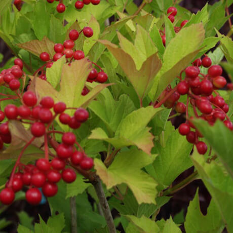 Highbush Cranberry (viburnum trilobum) - 3 Gallon Potted Shrub