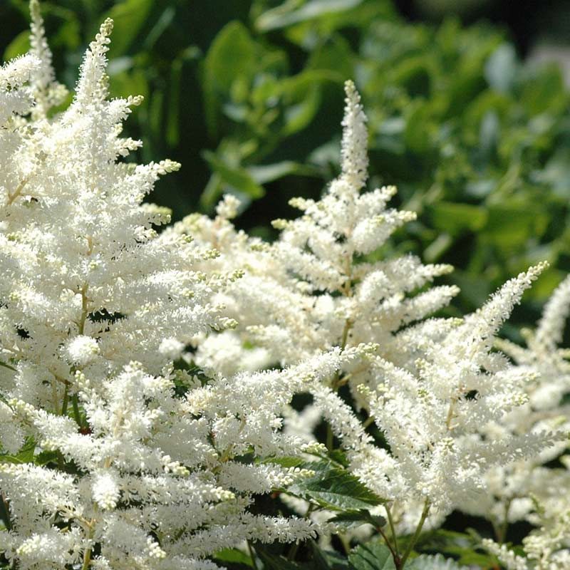 Bridal Veil Astilbe - 1 Gallon Poted Perennial