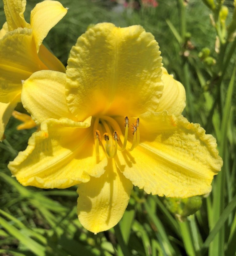 Daylily 'Happy Returns' - 1 Gallon Potted Perennial