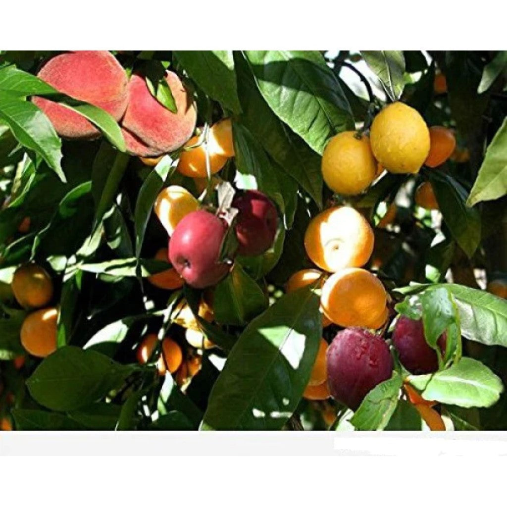 4 in 1 Fruit Cocktail Tree - 7 Gallon Potted Fruit Tree