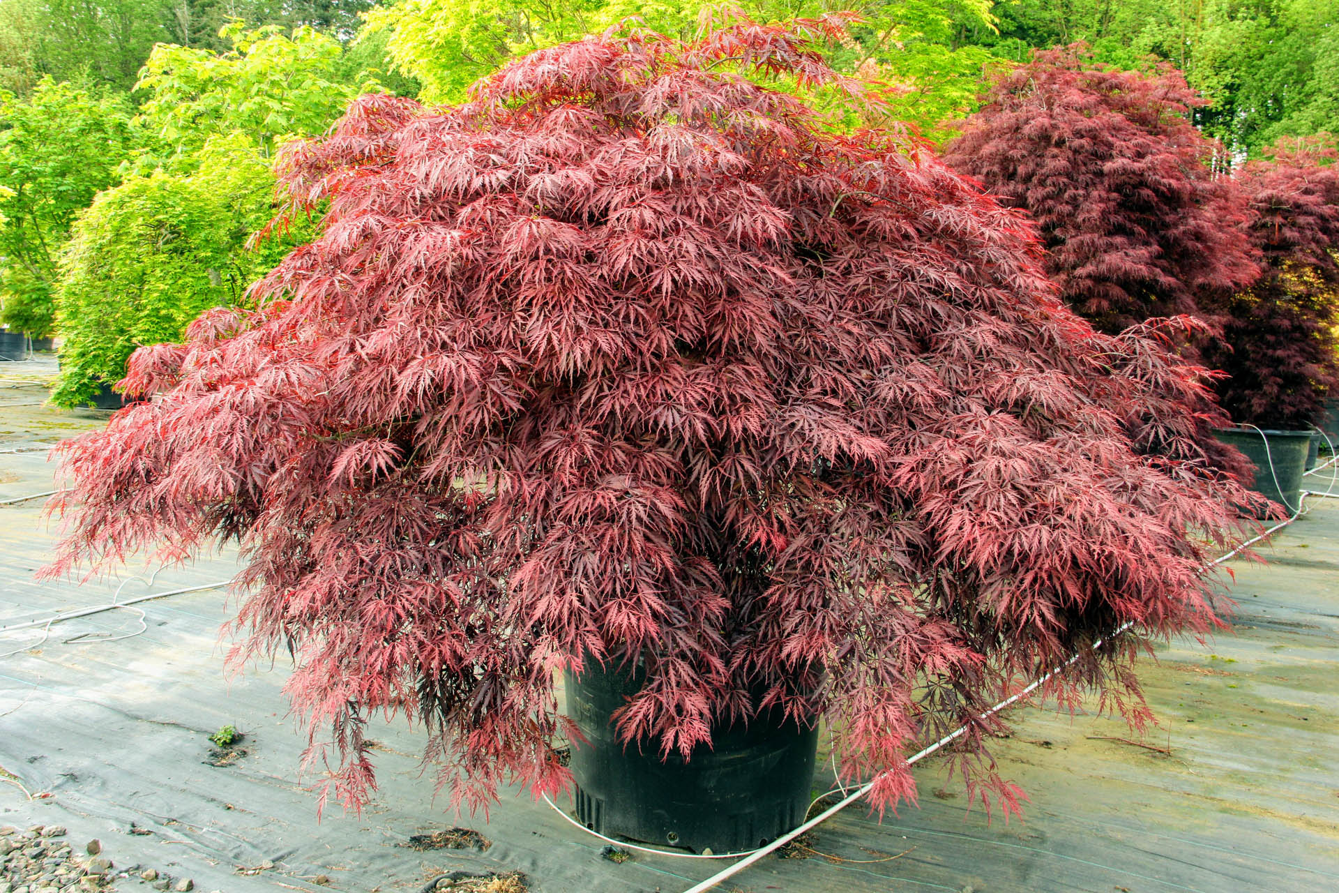 Acer palmatum 'Red Dragon' (Laceleaf Japanese Maple) - 80cm - 5 Gallon Potted Tree