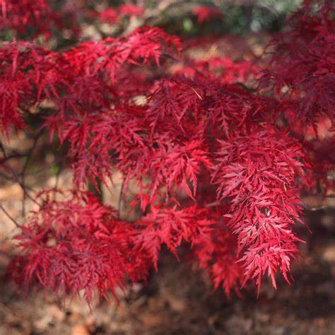 Acer palmatum 'Red Dragon' (Laceleaf Japanese Maple) - 80cm - 5 Gallon Potted Tree