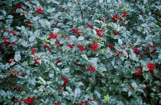 Ilex x meserveae 'Blue Princess' (Blue Holly) - 40cm - 3 Gallon Potted Shrub