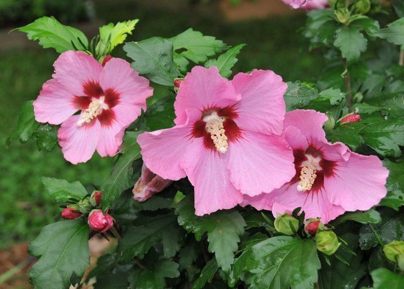 Hibiscus syriacus 'Aphrodite' (Rose of Sharon) - 40cm - 3 Gallon Potted Shrub