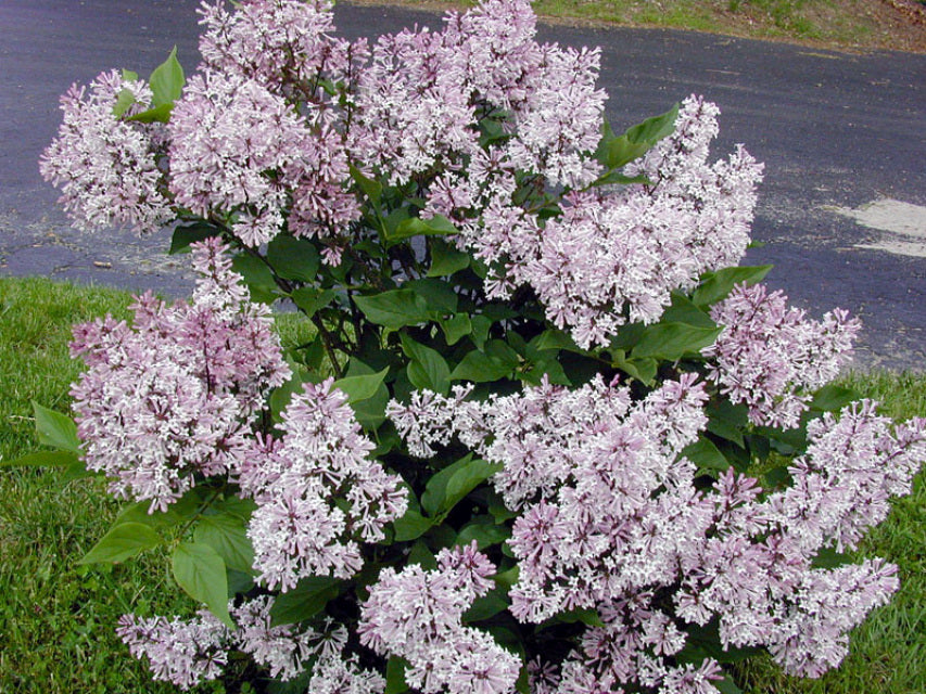 Miss Kim Korean Lilac - 30cm - 3 Gallon Potted Shrub