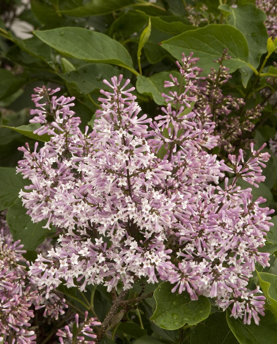 Miss Kim Korean Lilac - 30cm - 3 Gallon Potted Shrub