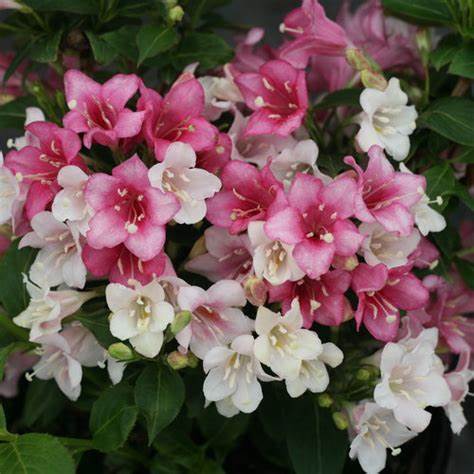 Czechmark Trilogy Weigela (Weigela florida) - 30cm - 3 Gallon Potted Shrub