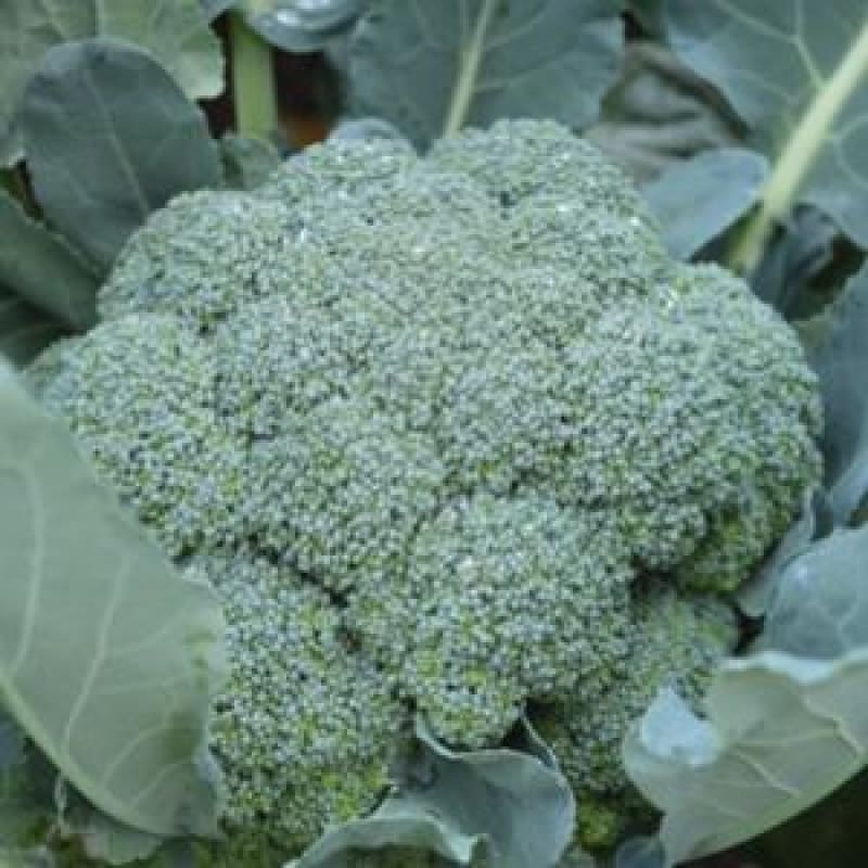 William Dam Broccoli, Imperial Hybrid - 1 Packet