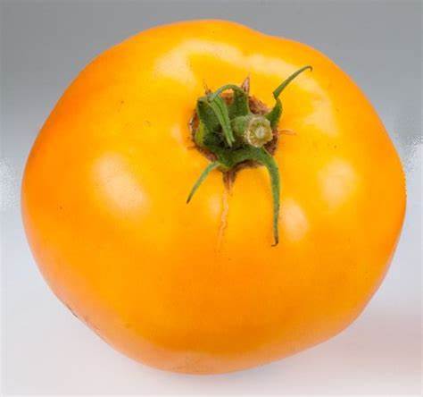 William Dam Carolina Gold Hybrid Tomato - 1 Packet