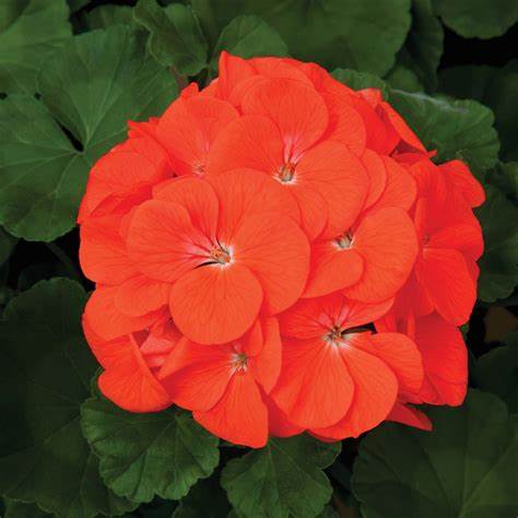 OSC Coral Hybrid Geranium Seeds (Maverick Series) - Packet