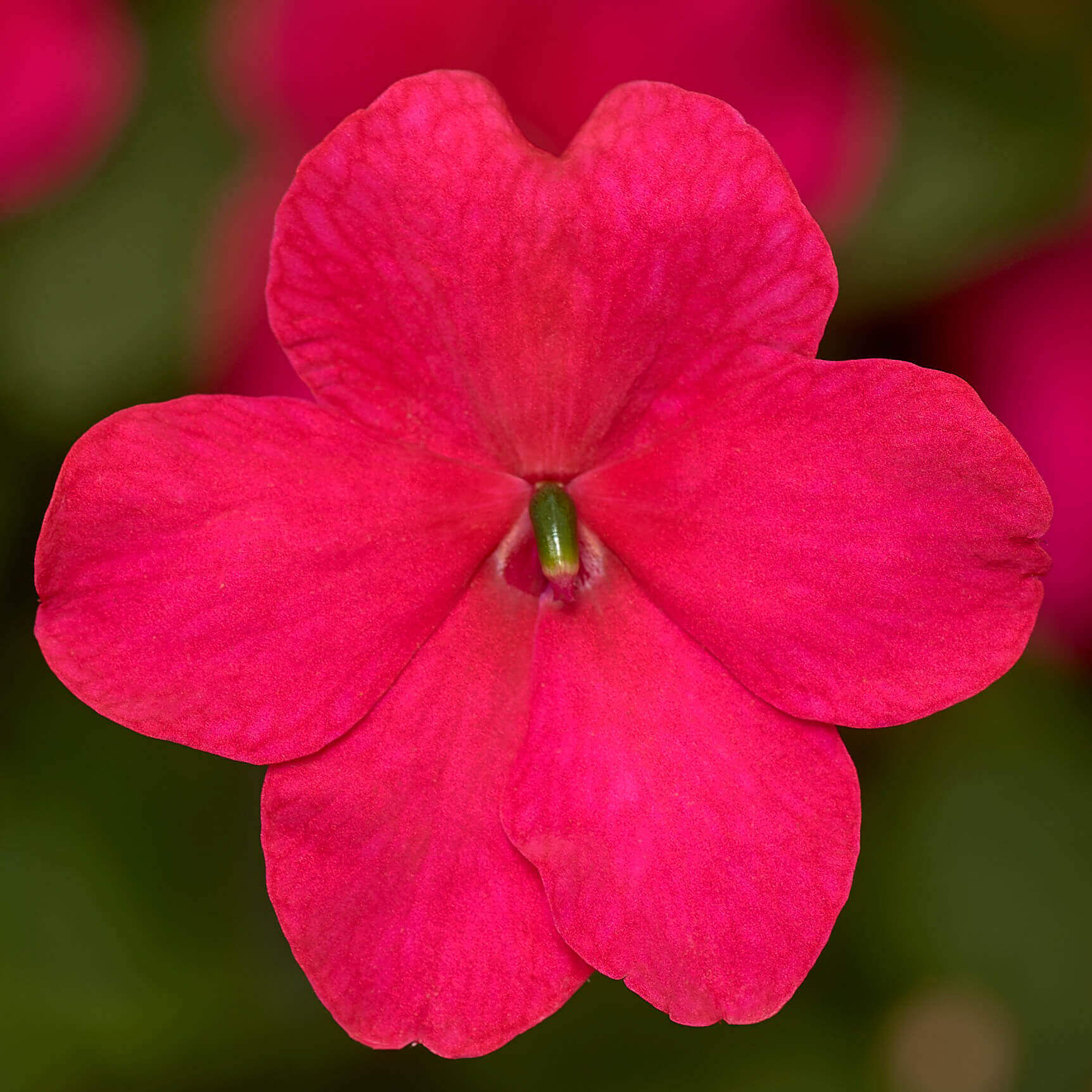 OSC Rose Imara Hybrid Impatiens - Packet