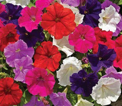 OSC Picobella Mix Hybrid Petunia Seeds - Packet