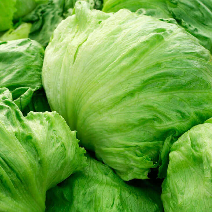 OSC Great Lakes Lettuce Seeds (Crisphead Type) - Packet