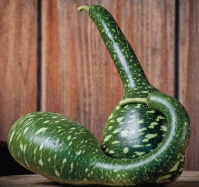 OSC Speckled Swan Gourd Seeds - Packet