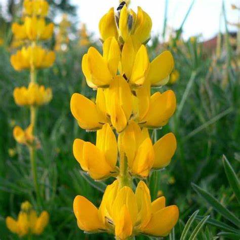 OSC Golden Yellow Lupine Seeds - Packet