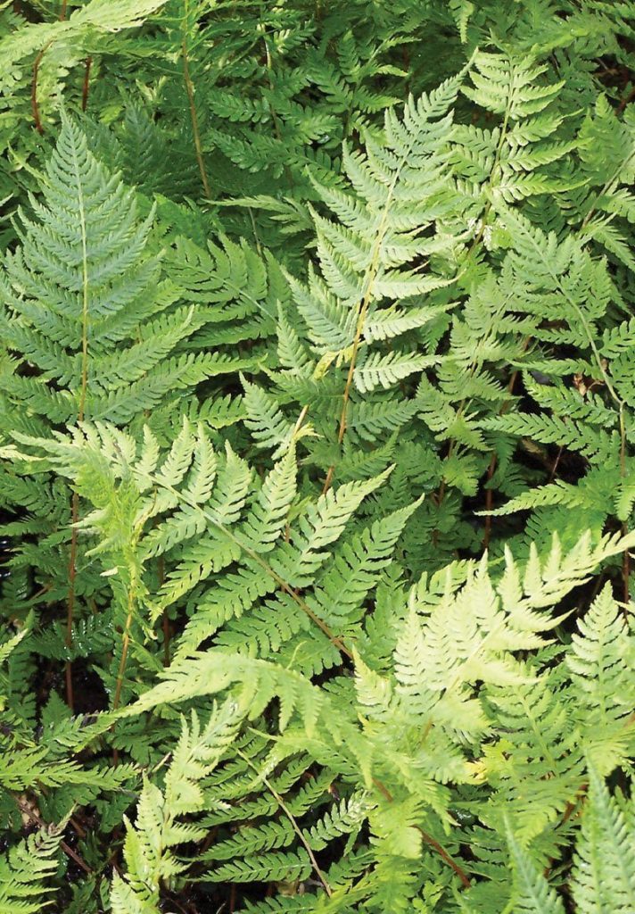 Lady Fern (Athyrium filix-femina) - 1 Gallon Potted Perennial