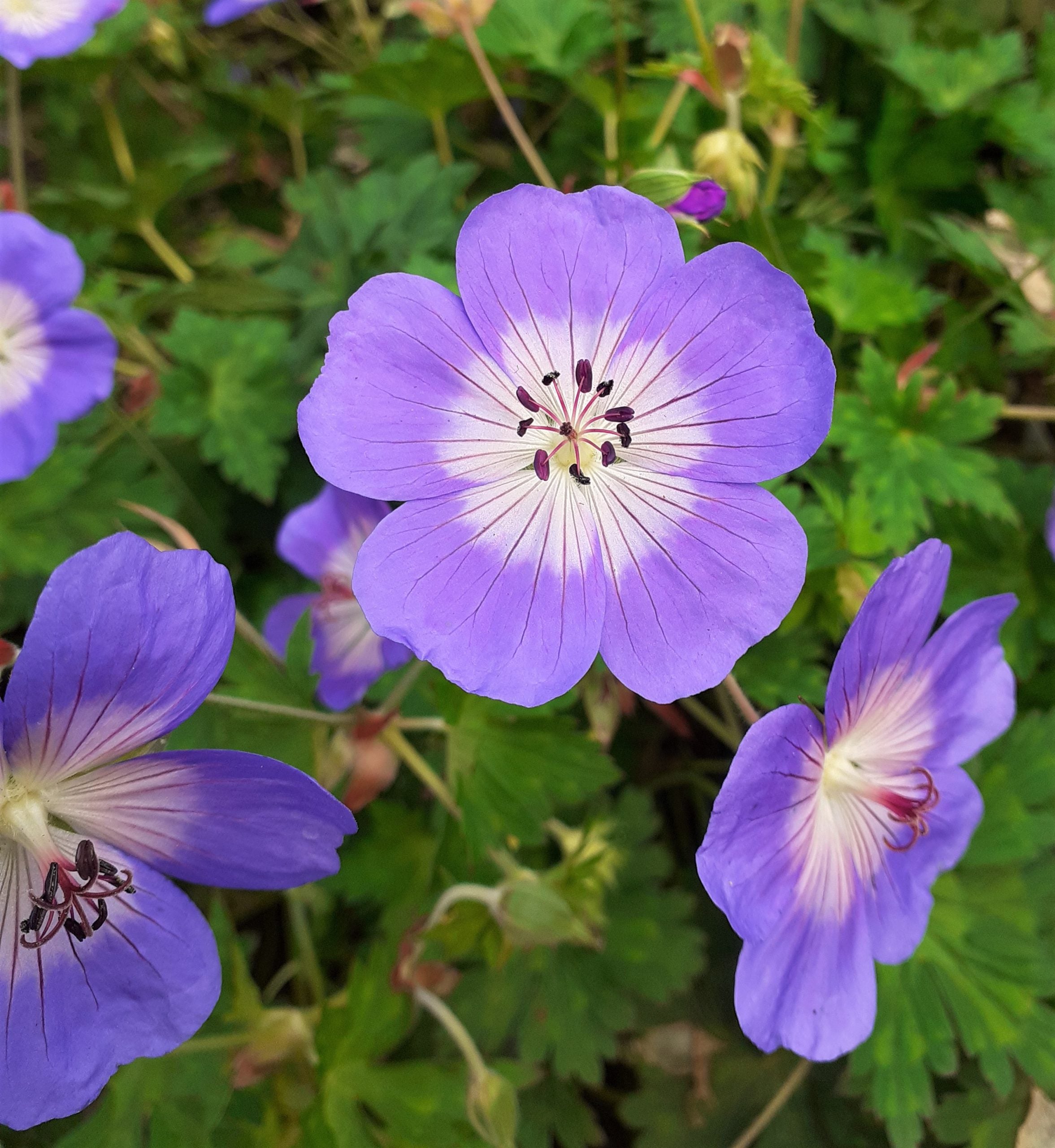 Geranium Rozanne (Cranesbill) - 1 Gallon Potted Perennial