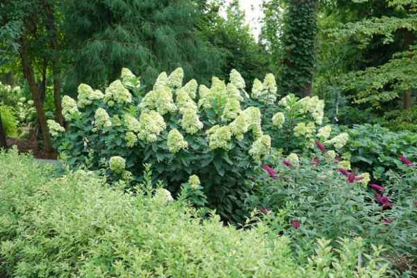 Hydrangea paniculata 'Limelight Prime' - 40cm - 2 Gallon Potted Shrub