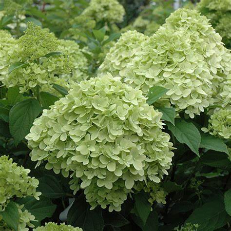 Hydrangea paniculata 'Limelight Prime' - 40cm - 2 Gallon Potted Shrub