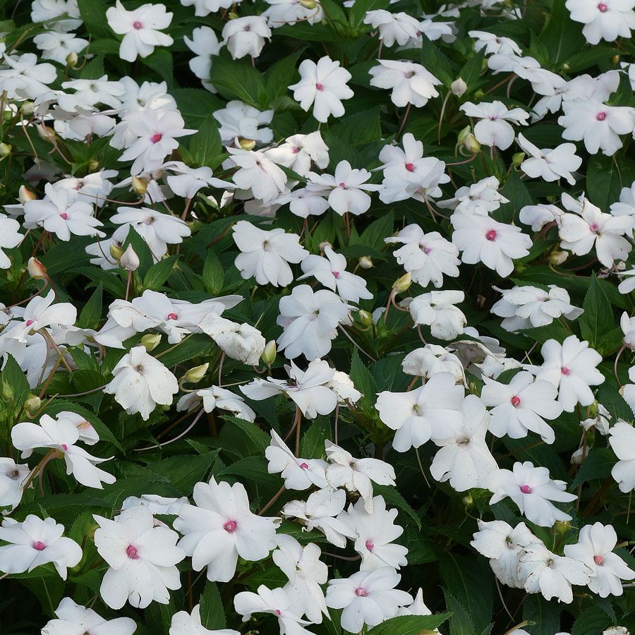 William Dam White Shimmer Impatiens - 25 Seeds/Pkg