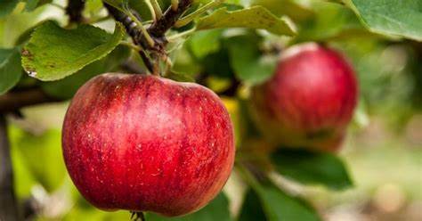 'Empire' Apple Tree - 175cm - 7 Gallon Potted Fruit Tree