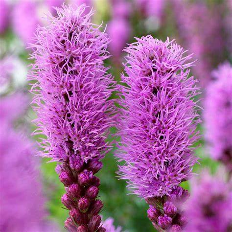 Liatris spicata 'Kobold' (Blazing Star) - 1 Gallon Potted Perennial