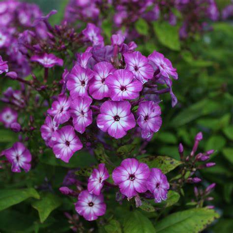 Phlox paniculata Flame Purple Eye - 1 Gallon Potted Perennial