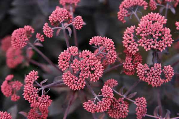 Sedum 'Jose Aubergine' - 1 Gallon Potted Perennial