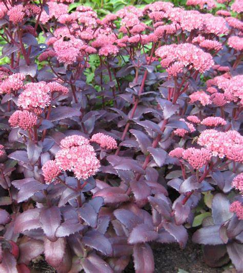 Sedum 'Jose Aubergine' - 1 Gallon Potted Perennial