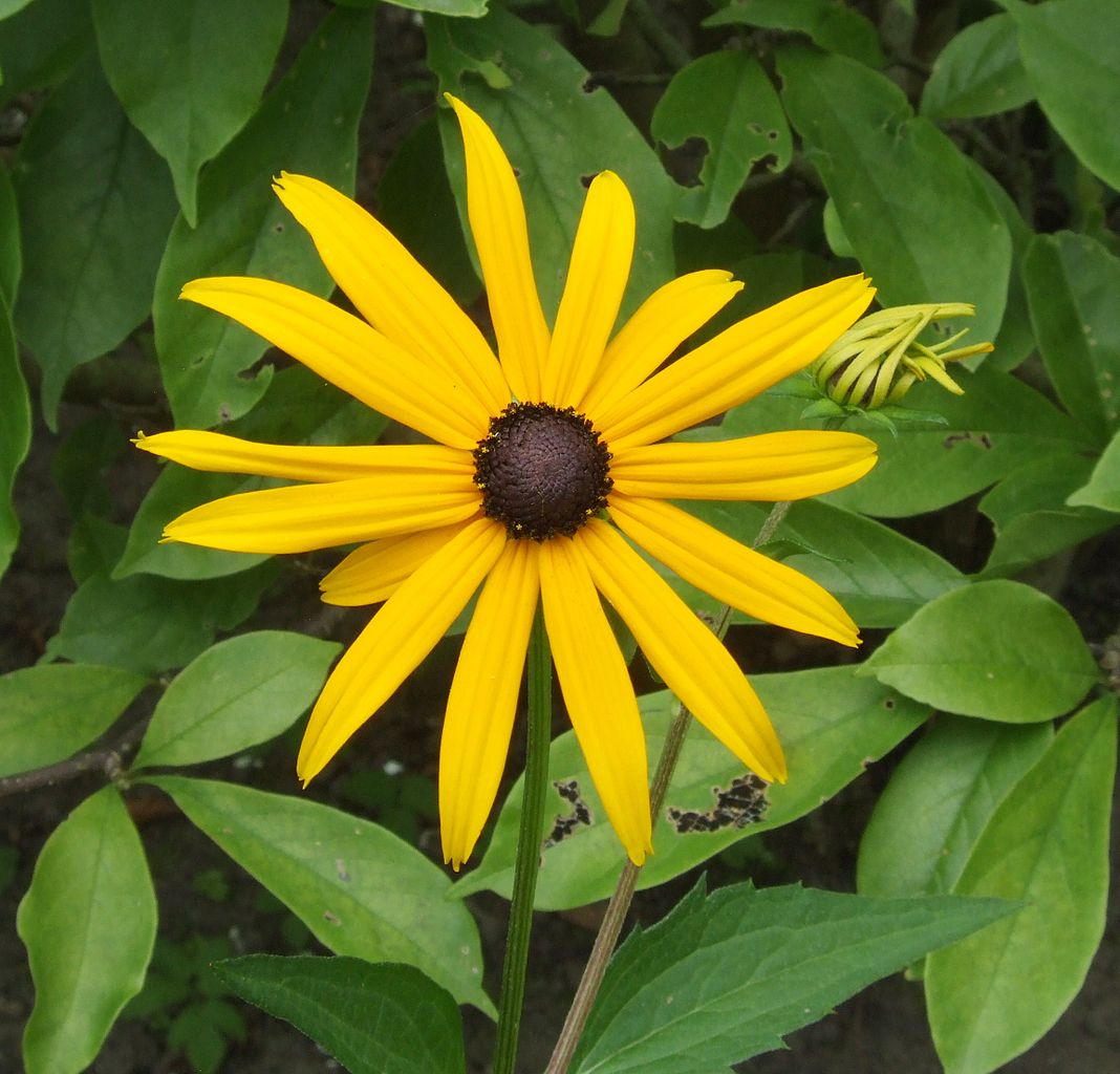 Rudbeckia fulgida ‘Goldsturm’  Goldsturm Coneflower - 2 Gallon Potted Perennial