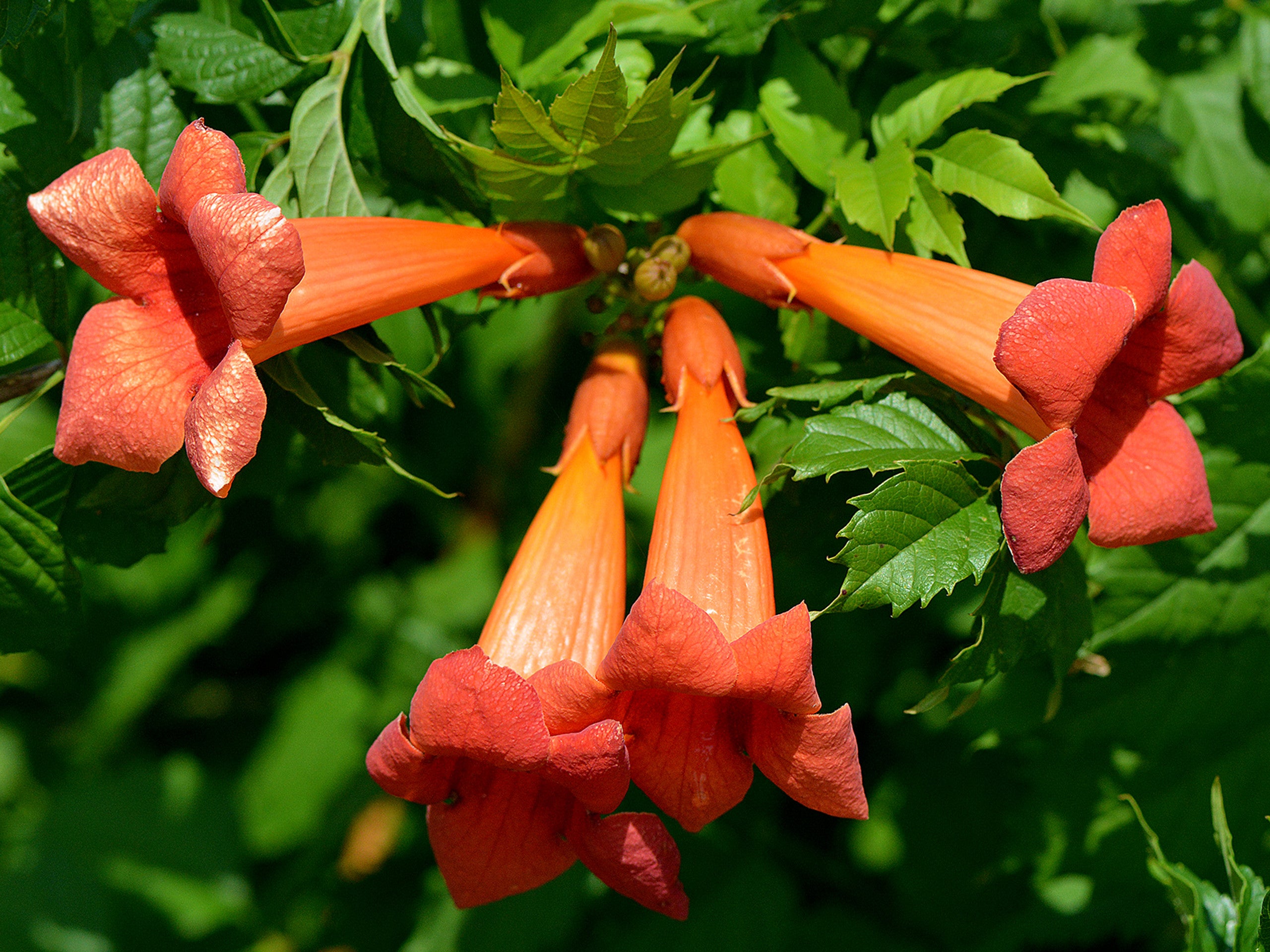 Honeysuckle 'Mandarin' - 1 Gallon Potted Vine