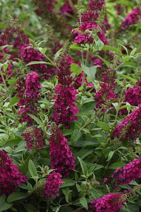 'Chrysalis Cranberry' Butterfly Bush - 1 Gallon Potted Shrub