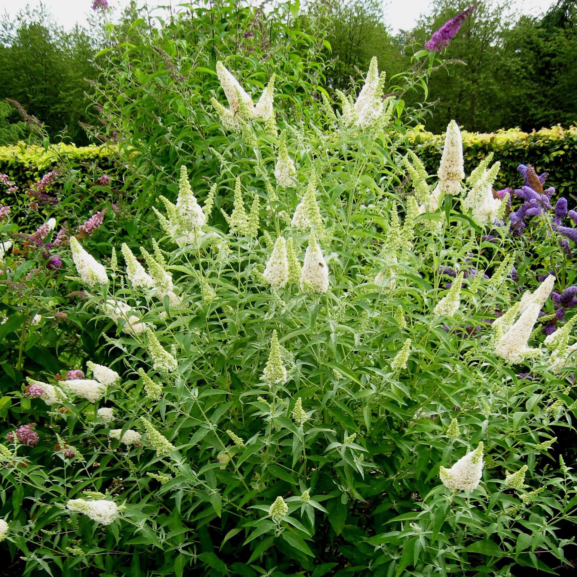 Buddleja davidii 'Buzz Ivory' (Butterfly Bush) - 2 Gallon Potted Shrub