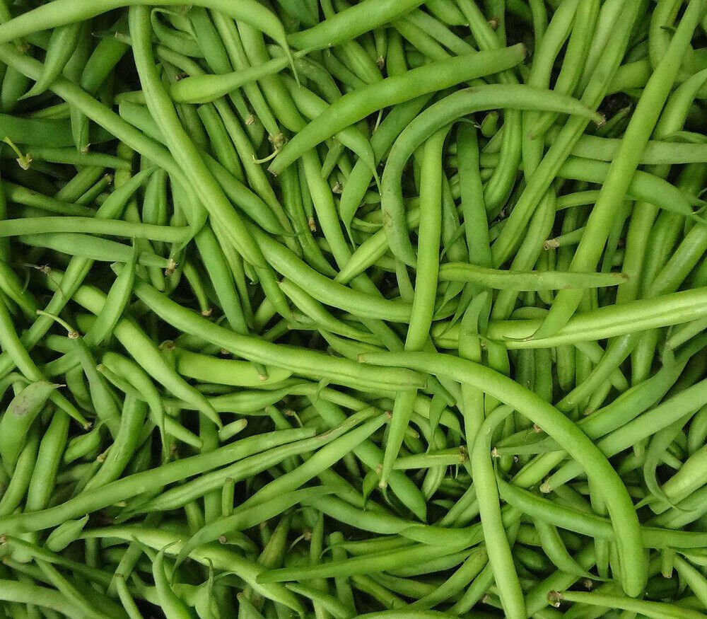 Stringless Green Bush Bean (Phaseolus vulgaris) - 1/2lb - 57 Days