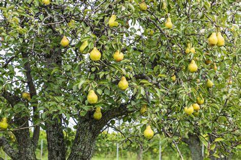 Pyrus communis 'Bosc' European Pear - 7 Gallon Potted Fruit Tree