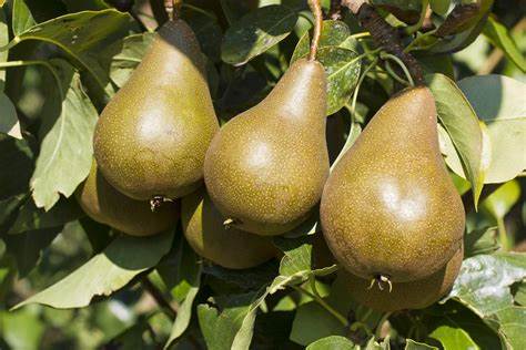 Pyrus communis 'Bosc' European Pear - 7 Gallon Potted Fruit Tree