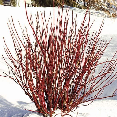 Red Osier Dogwood (Cornus sericea) - 60cm - 2 Gallon Potted Shrub