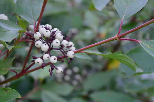 Red Osier Dogwood (Cornus sericea) - 60cm - 2 Gallon Potted Shrub