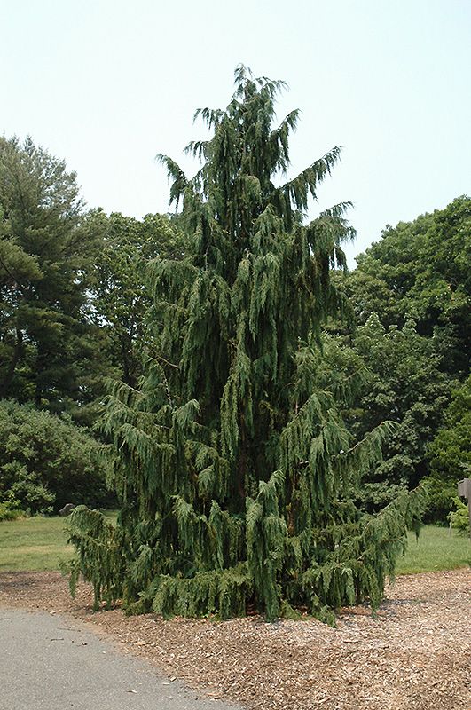 Weeping Nootka Cypress (Chamaecyparis nootkatensis 'Pendula') - 90cm - 5 Gallon Potted Tree