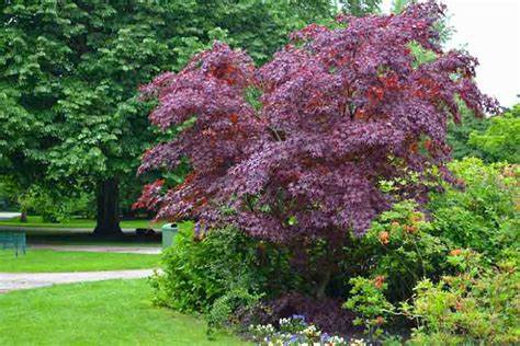 Acer platanoides 'Crimson King' (Norway Maple) - 225cm - 10 Gallon Potted Tree 10G