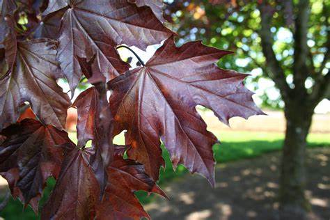 Acer platanoides 'Crimson King' (Norway Maple) - 225cm - 10 Gallon Potted Tree 10G