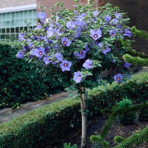 Azurri Blue Satin Rose of Sharon Std Tree - 7 Gallon Potted Tree