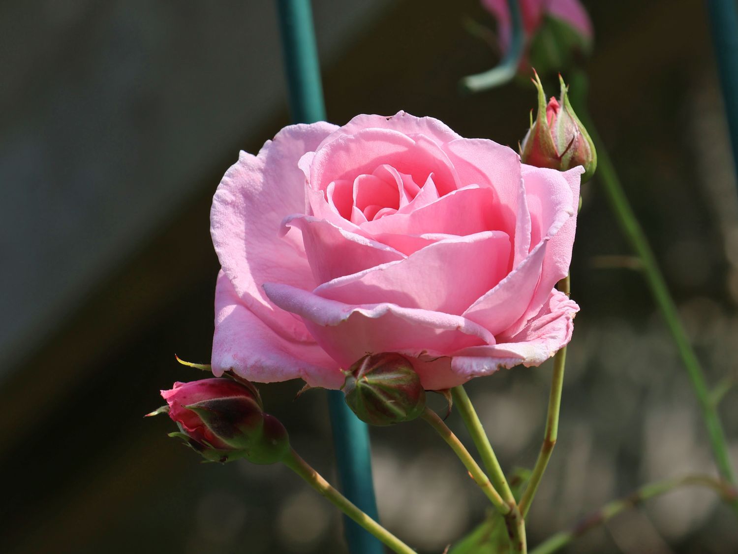 Coral Dawn Rose - 2 Gallon Potted Shrub