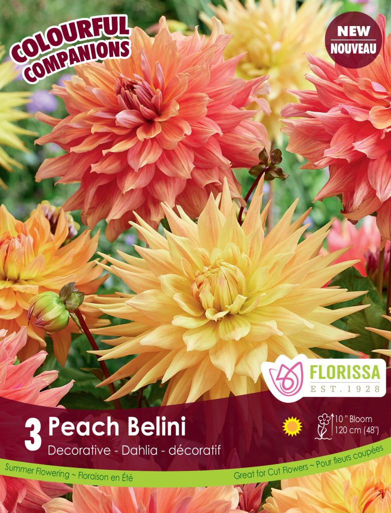 Florissa Peach Bellini Dahlia - 3 Bulb/Pkg
